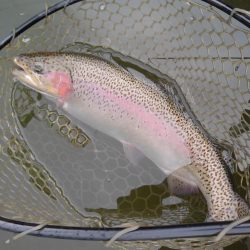 大安トラウトレイク 釣果